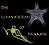 The echinoderms of Panama